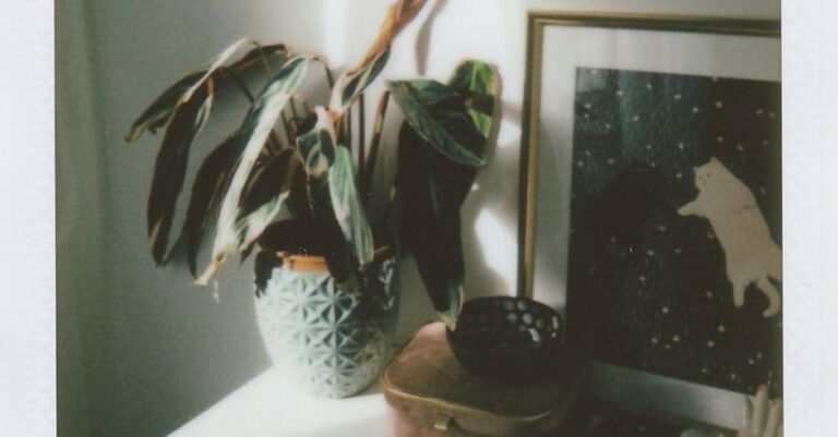 Dresser Conversion - Free stock photo of dressing table, house plant, instant film