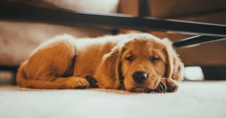 Eco-Friendly Flooring - Golden Retriever Lying on the Floor