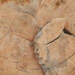 Hardwood Stains - Abstract background of uneven rough cut of old tree with thin cracks and dry spots