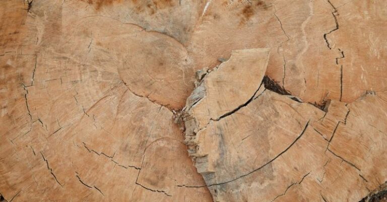 Hardwood Stains - Abstract background of uneven rough cut of old tree with thin cracks and dry spots