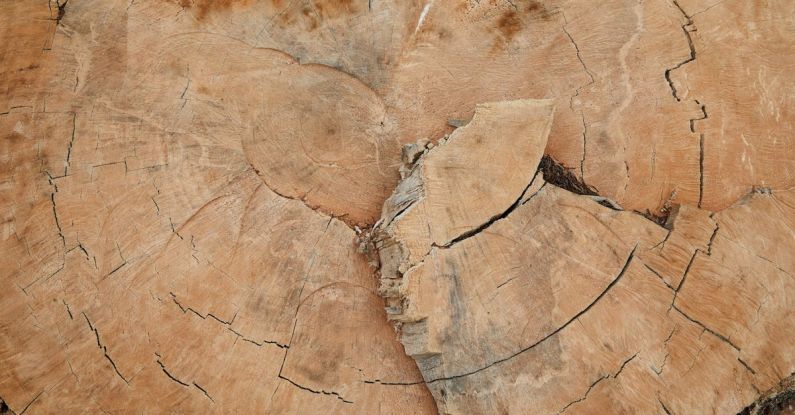 Hardwood Stains - Abstract background of uneven rough cut of old tree with thin cracks and dry spots